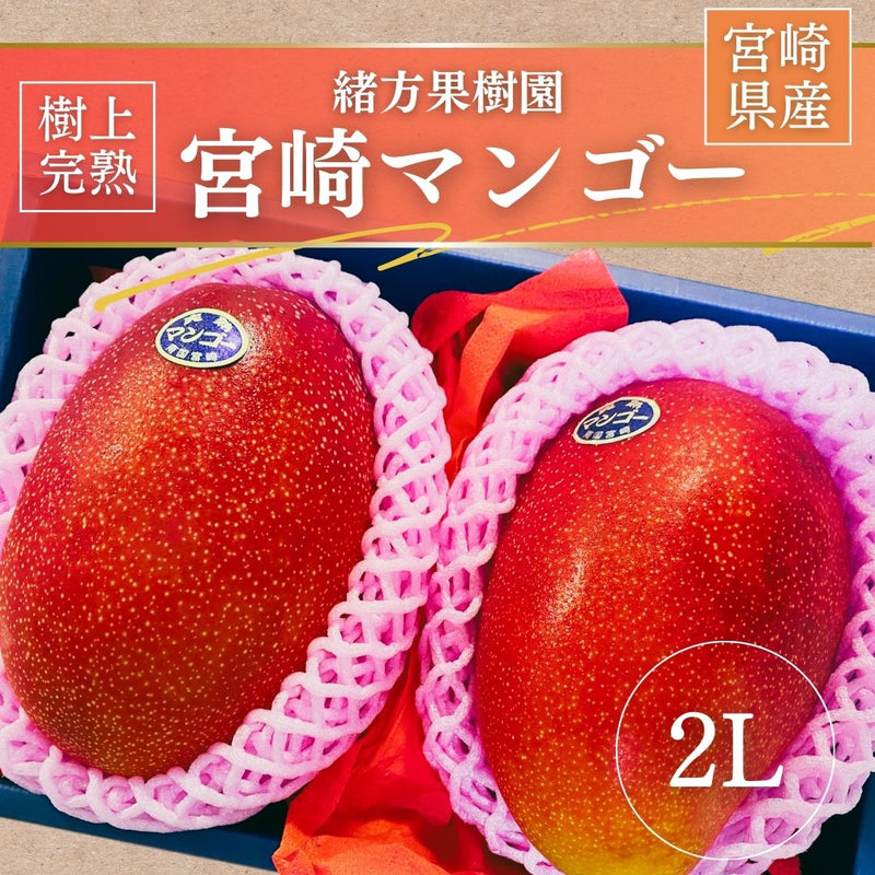 マンゴー 【緒方果樹園】 完熟マンゴー 2L 2個 700g 贈答用 宮崎