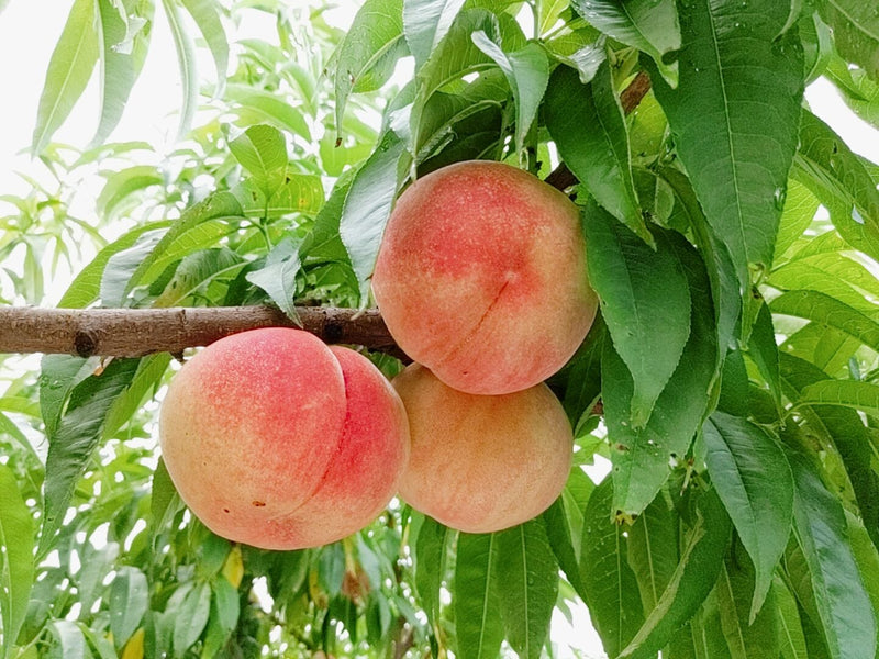 桃 【箭内厳雄果樹園】 もも  5kg　10～22玉 品種おまかせ 福島県 贈答用 《7月下旬～8月上旬から出荷》