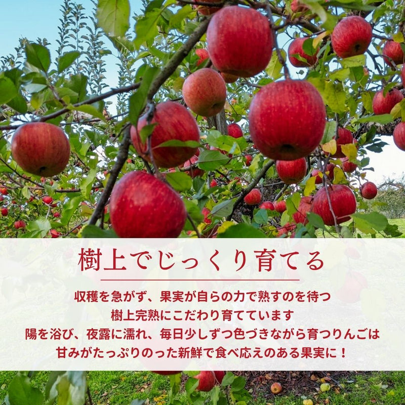りんご 【ふんどのりんごや】 ふじ 5kg  16～18個 福島県須賀川 《1/上旬～1/下旬の出荷》