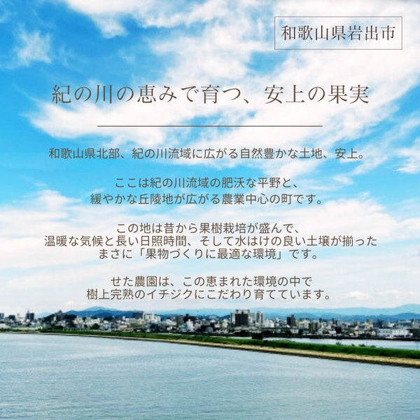 いちじく 【せた農園】 完熟 贈答用 L 12玉 1㎏ 和歌山県産 《8/中旬～8/下旬より出荷開始》 北海道・沖縄県は配送未対応