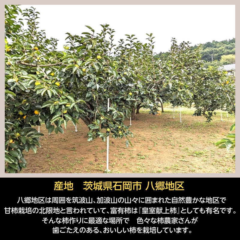 柿 甘柿 【石岡 鈴木農園】 八郷の柿 特選 4L以上 3個 1kg 品種お任せ 茨城県石岡市 《10/中旬～10/下旬の出荷》