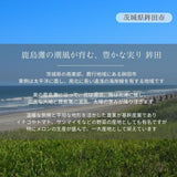 メロン 【OTM出荷組合】 メロン オトメメロン 4玉 3L 糖度15度以上 贈答用 母の日 茨城県鉾田市 茨城町 《4/下旬～5/上旬より出荷》