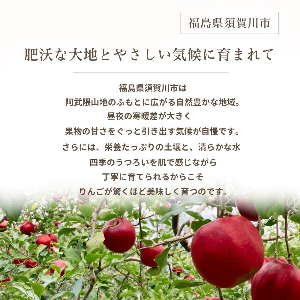 ひめりんご☆プロフィール必読☆ りんご 【ふんどのりんごや】 オリジナル品種 いわせっ娘 5kg 16～18個