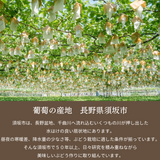 ぶどう 【境果樹園】 富士の輝き シャインマスカット 1房ずつ 約1kg 長野県須坂市 《10/上旬～10/中旬より出荷》