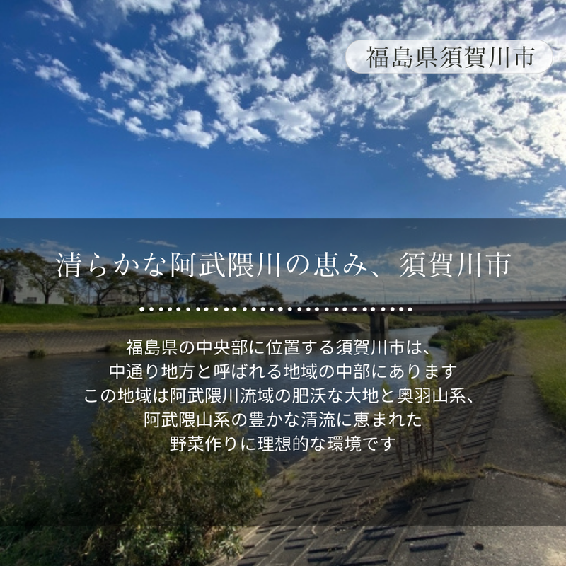 キュウリ 【エムズアグリ】業務用 訳あり きゅうり 約15㎏ 福島県須賀川市