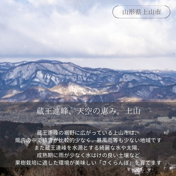 さくらんぼ 【フルーツ彩】 佐藤錦 500g×2P 1kg ML 山形県上山市  《6/中旬～6/下旬の出荷》