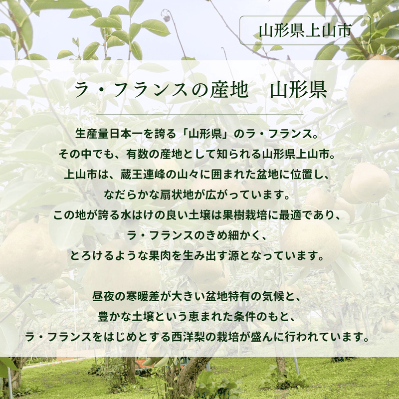 洋梨 【木村フルーツ】 洋なし ラ・フランス 家庭用 訳あり 約2kg 山形県上山市 ラフランス《11/中旬～11/下旬より出荷》