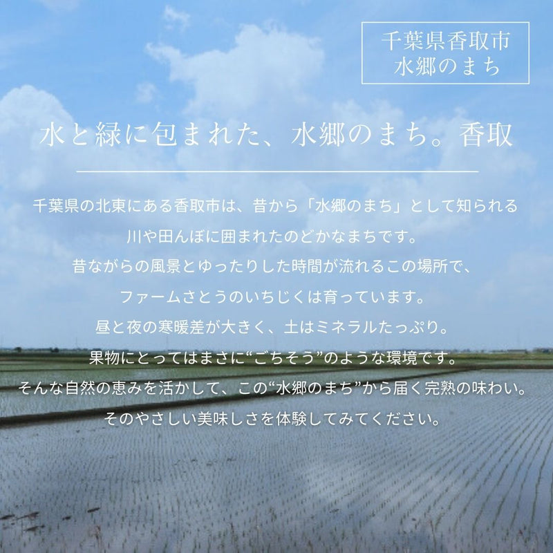 いちじく 【ファームさとう】 贈答用 品種おまかせ 12～13個 1㎏ 千葉県香取市 《8/上旬～8/下旬より出荷》