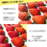 いちご 【斎藤農園】2種類 食べ比べ (15～20粒 300g)×2P 福島県伊達市 《5/1～5/10より出荷》