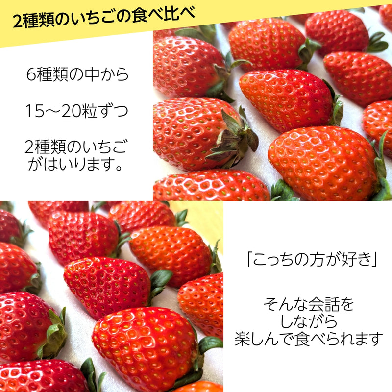 いちご 【斎藤農園】2種類 食べ比べ (15～20粒 300g)×2P 福島県伊達市 《5/1～5/10より出荷》