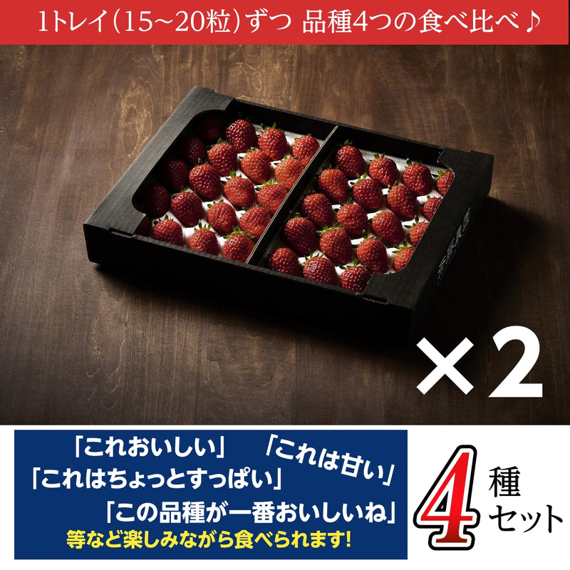 いちご 【斎藤農園】4種 食べ比べ (15～20粒 300g)×4P 福島県伊達市 《5/1～5/10より出荷》