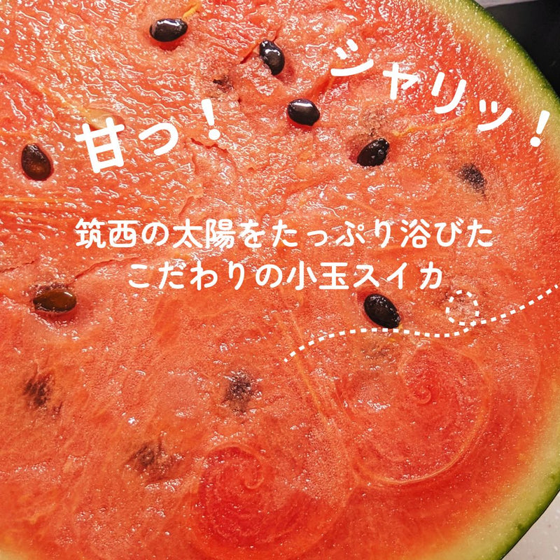 スイカ 小玉スイカ 【KSK出荷組合】 紅トップ べにくろ 2L どちらか1個 2～3kg 贈答用 茨城県筑西市 すいか 小玉 母の日 《5/6～5/中旬より出荷》