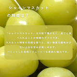 ぶどう 【境果樹園】 富士の輝き シャインマスカット 1房ずつ 約1kg 長野県須坂市 《10/上旬～10/中旬より出荷》