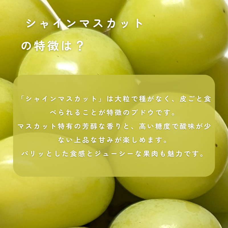 ぶどう 【境果樹園】 富士の輝き シャインマスカット 1房ずつ 約1kg 長野県須坂市 《10/上旬～10/中旬より出荷》