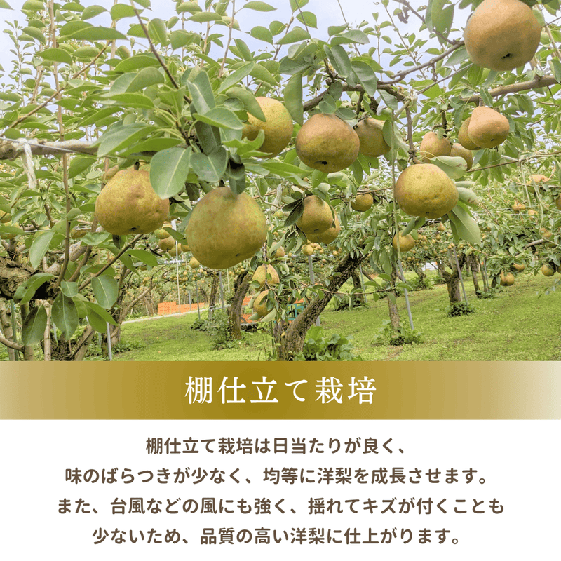 洋梨 【木村フルーツ】 洋なし ラ・フランス 家庭用 訳あり 約3kg 山形県上山市 ラフランス《11/中旬～11/下旬より出荷》
