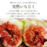 いちじく 【ファームさとう】 贈答用 品種おまかせ 12～13個 1㎏ 千葉県香取市 《8/上旬～8/下旬より出荷》