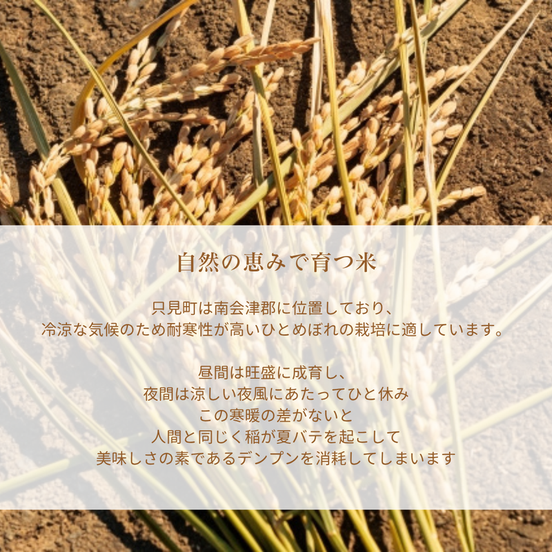 米 【ライズサプール】 ひとめぼれ 玄米 30kg 精米不可 玄米のみ 福島県只見町 会津 令和7年産 《2025年10月より出荷》