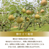 洋梨 【木村フルーツ】 洋なし ラ・フランス 約5kg ２L～5L 12～18玉 山形県上山市 ラフランス 《11/中旬～11/下旬より出荷》