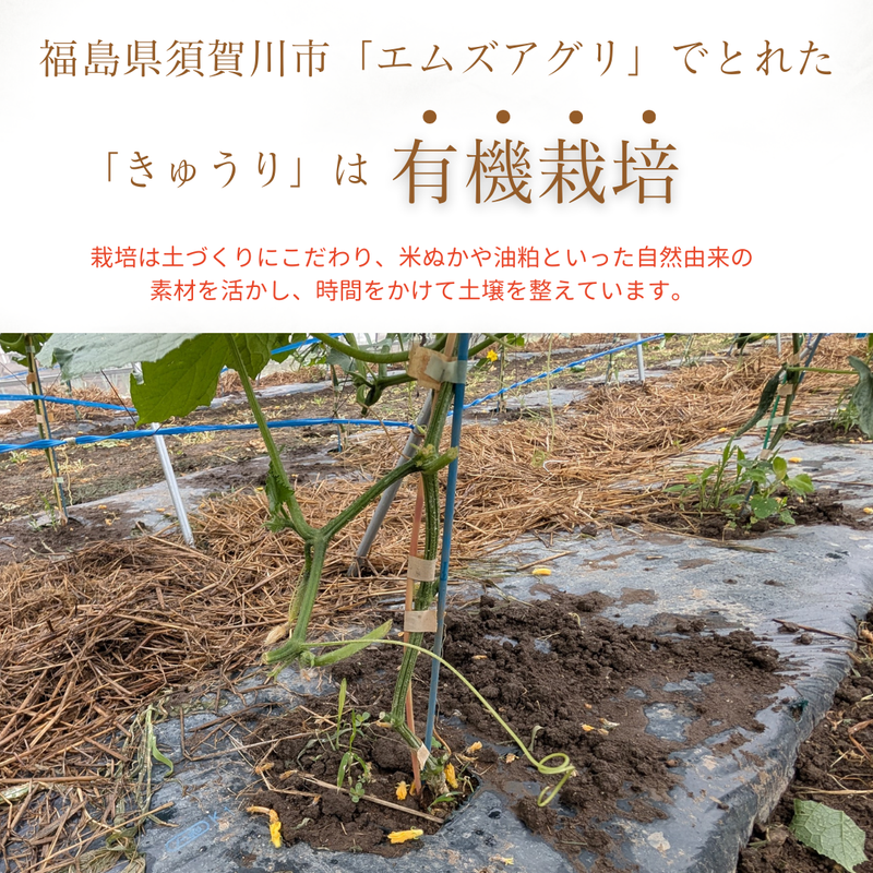 キュウリ 【エムズアグリ】業務用 訳あり きゅうり 約15㎏ 福島県須賀川市