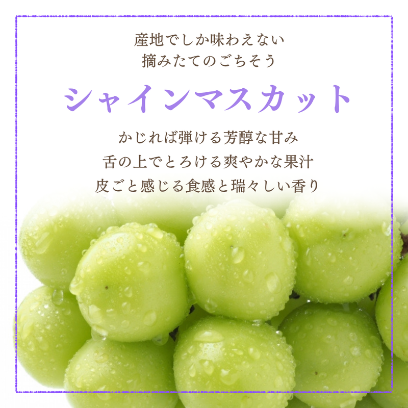 ぶどう 【箭内厳雄果樹園】 シャインマスカット 約1.8kg 2～３房 福島県 《10/上旬より出荷開始》