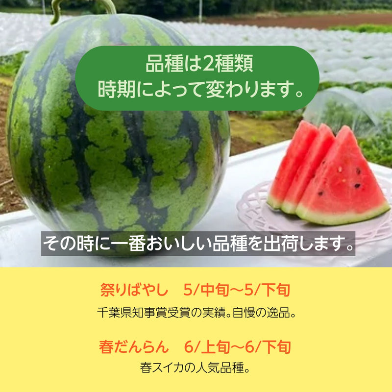 スイカ 【富里すいか園】 富里スイカ  L～2L 6～8kg 1個 千葉県富里市 すいか 父の日 《6月上旬より出荷》