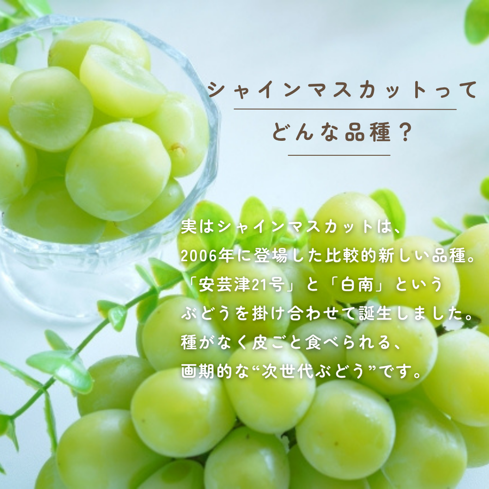 ぶどう 【箭内厳雄果樹園】 シャインマスカット 約1.8kg 2～3房