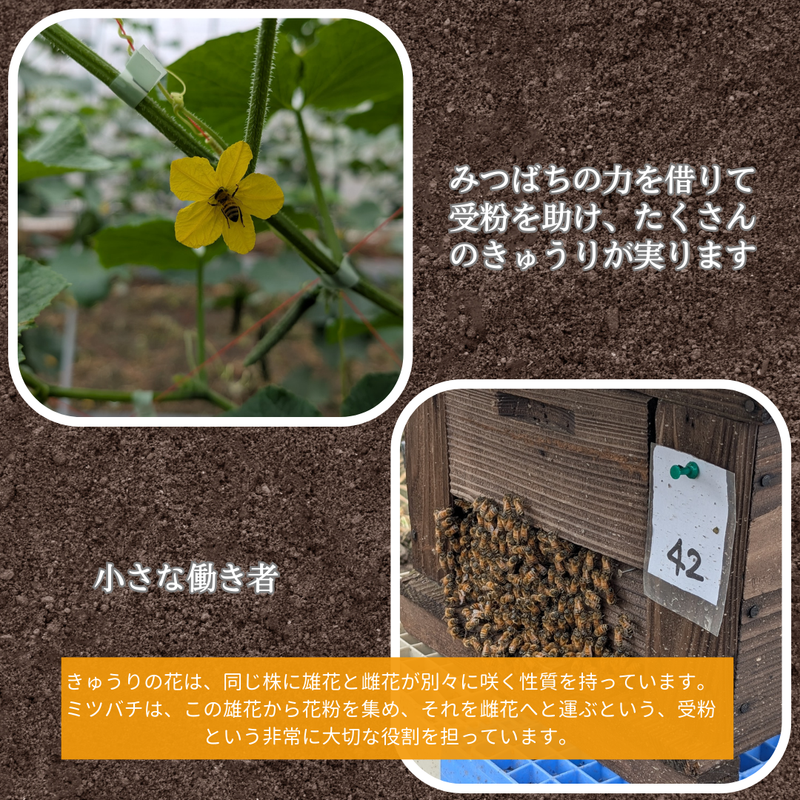 キュウリ 【エムズアグリ】業務用 訳あり きゅうり 約15㎏ 福島県須賀川市