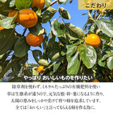 柿 甘柿 【石岡 鈴木農園】 八郷の柿 特選 4L以上 3個 1kg 品種お任せ 茨城県石岡市 《10/中旬～10/下旬の出荷》