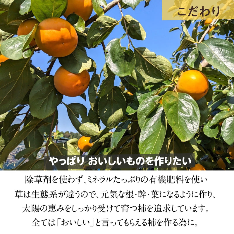 柿 甘柿 【石岡 鈴木農園】 八郷の柿 特選 4L以上 3個 1kg 品種お任せ 茨城県石岡市 《10/中旬～10/下旬の出荷》
