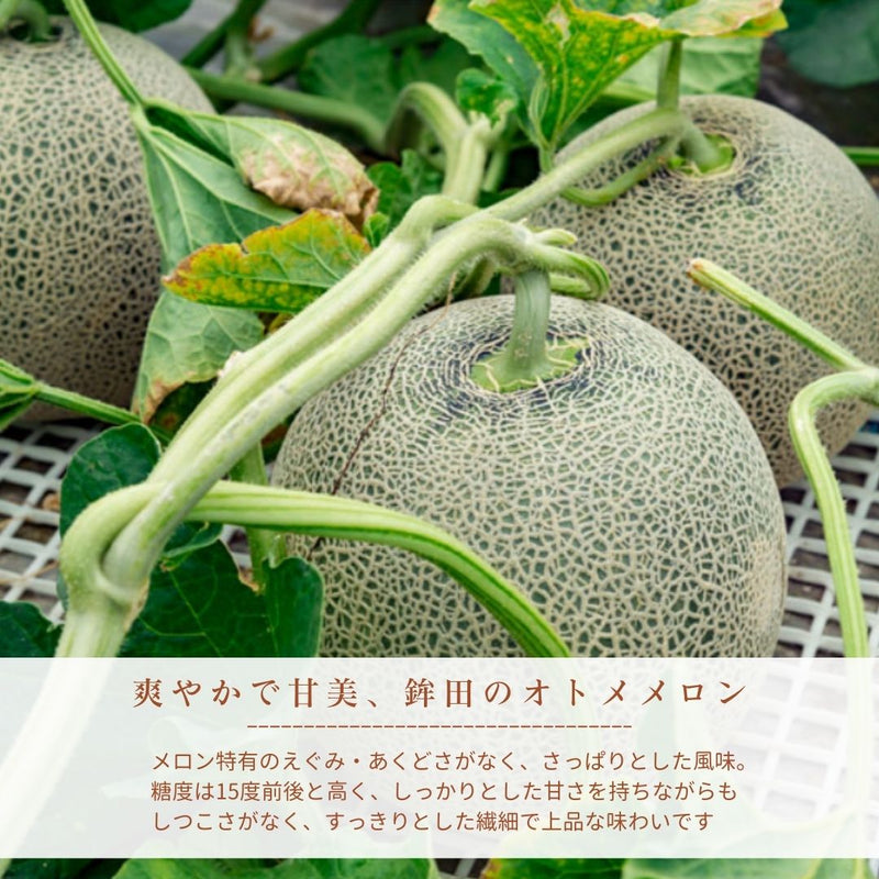 メロン 【OTM出荷組合】 オトメメロン 特選 1玉 3L 糖度センサー 16度以上 贈答用 母の日 茨城県鉾田市 茨城町 《4/下旬～5/上旬より出荷》