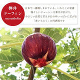 いちじく 【ファームさとう】 贈答用 品種おまかせ 12～13個 1㎏ 千葉県香取市 《8/上旬～8/下旬より出荷》
