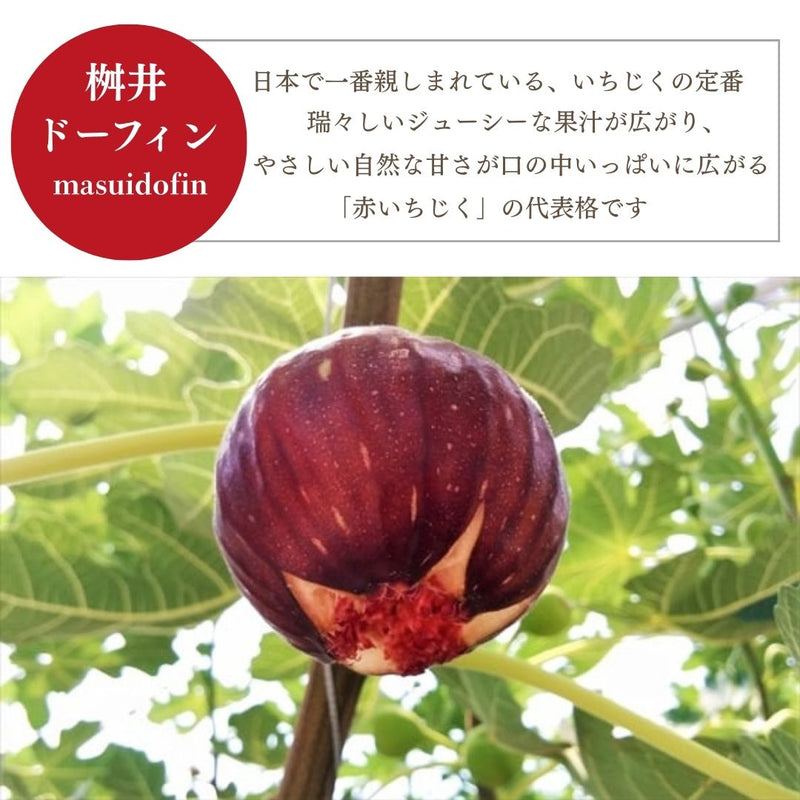 いちじく 【ファームさとう】 贈答用 品種おまかせ 12～13個 1㎏ 千葉県香取市 《8/上旬～8/下旬より出荷》