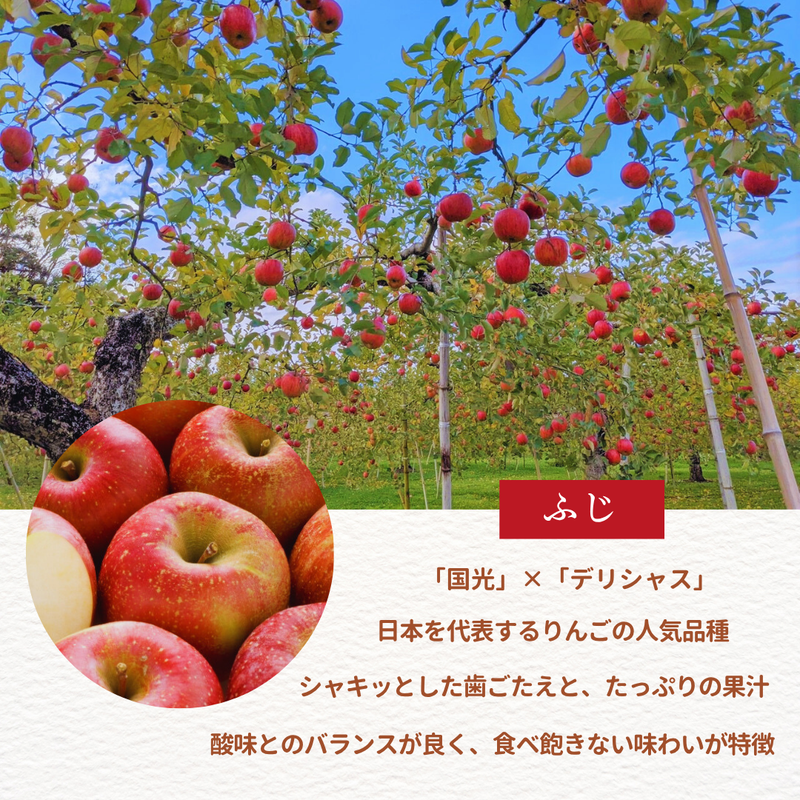 りんご 【ふんどのりんごや】 ふじ  蜜無し 長期保存用 5kg  16～18個 福島県須賀川《2/上旬～2/中旬より出荷》