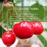 さくらんぼ 【フルーツ彩】 佐藤錦 200g×4P 800g ML 山形県上山市  《6/中旬～6/下旬の出荷》