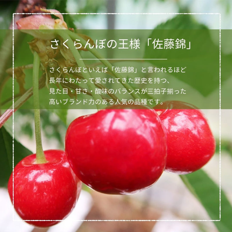 さくらんぼ 【フルーツ彩】 佐藤錦 200g×4P 800g ML 山形県上山市  《6/中旬～6/下旬の出荷》