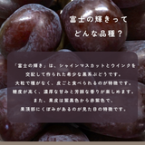 ぶどう 【境果樹園】 富士の輝き シャインマスカット 1房ずつ 約1kg 長野県須坂市 《10/上旬～10/中旬より出荷》