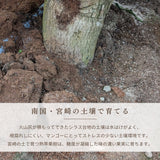 マンゴー 【緒方果樹園】 完熟マンゴー 特大 5～6L 1個 600g以上 贈答用 宮崎県宮崎市 《6/上～6/下の出荷》