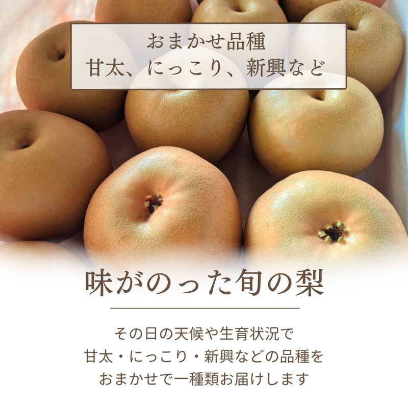 梨 【箭内厳雄果樹園】 家庭用 1種 5kg 8～11個 福島県須賀川市《11/上旬～11/中旬より出荷》