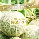 メロン 【メロン農家の根崎】 イバラキング 2玉 3.2kg 贈答用 2024年 イバラキング品評会1位 茨城県鉾田市 《6/上旬～6/中旬より出荷》