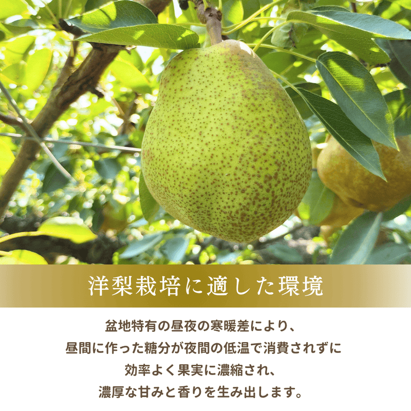 洋梨 【木村フルーツ】 洋なし ラ・フランス 約3kg ２L～5L 7～11玉 山形県上山市 ラフランス《11/中旬～11/下旬より出荷》