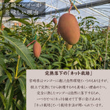 マンゴー 【まるのわマンゴー】 完熟マンゴー L 4個 宮崎県宮崎市 《5/上～5/中の出荷》