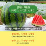 スイカ 【富里すいか園】 富里スイカ L 2個 12kg以上 千葉県富里市 すいか 《6月上旬より出荷》