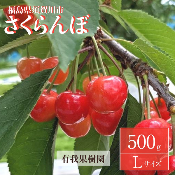 さくらんぼ 【有我果樹園】 佐藤錦 紅秀峰 紅てまり どれか1品種 500g L 福島県須賀川市 《6/中旬～6/下旬の出荷》
