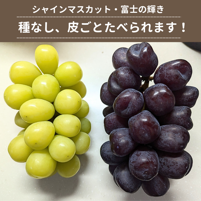 ぶどう 【境果樹園】 富士の輝き シャインマスカット 1房ずつ 約1kg 長野県須坂市 《10/上旬～10/中旬より出荷》