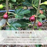 いちじく 【せた農園】 完熟 贈答用 L 12玉 1㎏ 和歌山県産 《8/中旬～8/下旬より出荷開始》 北海道・沖縄県は配送未対応
