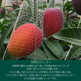 マンゴー 【まるのわマンゴー】 完熟マンゴー L 4個 宮崎県宮崎市 《5/上～5/中の出荷》