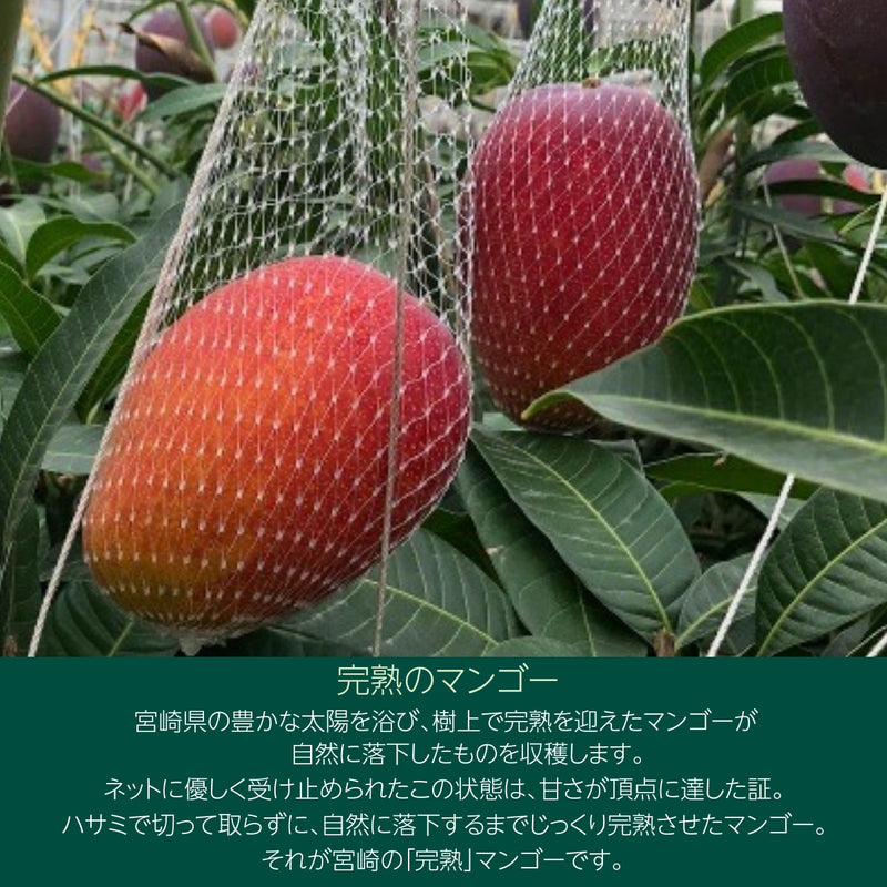 マンゴー 【まるのわマンゴー】 完熟マンゴー L 4個 宮崎県宮崎市 《5/上～5/中の出荷》