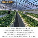いちご 【斎藤農園】4種 食べ比べ (15～20粒 300g)×4P 福島県伊達市 《5/1～5/10より出荷》