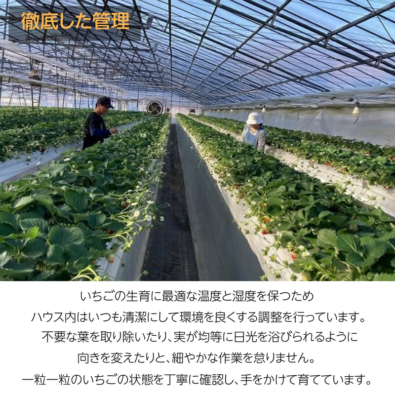 いちご 【斎藤農園】4種 食べ比べ (15～20粒 300g)×4P 福島県伊達市 《5/1～5/10より出荷》