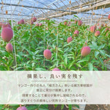 マンゴー 【緒方果樹園】 完熟マンゴー 特大 5～6L 1個 600g以上 贈答用 宮崎県宮崎市 《6/上～6/下の出荷》